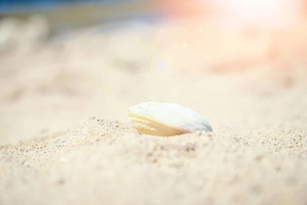 Élégamment beau coquillage corail sur fond de sable sur mer — Photo