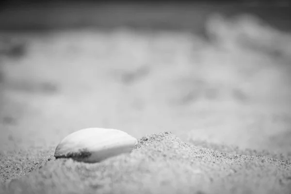 Stylishly beautiful seashell coral on sand background on sea — Stock Photo, Image