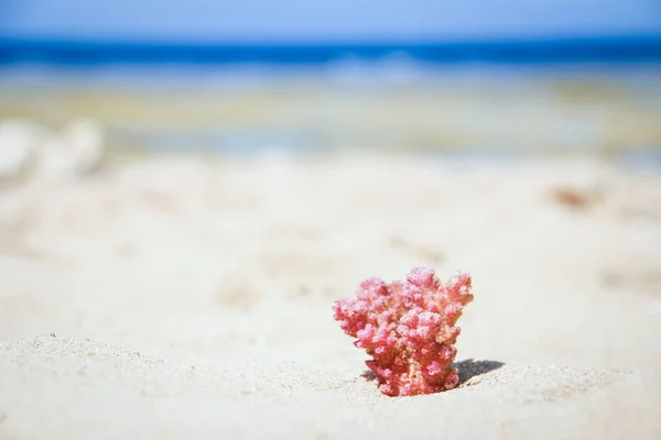 时尚美丽的贝壳珊瑚在海上的沙背景 — 图库照片