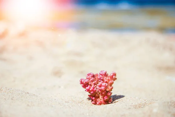 Κομψά όμορφα κοράλλια κοχύλι στην άμμο φόντο στη θάλασσα — Φωτογραφία Αρχείου