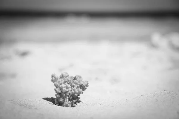 Elegantemente hermosa concha de coral sobre fondo de arena en el mar — Foto de Stock