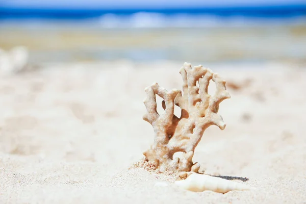 Élégamment beau coquillage corail sur fond de sable sur mer — Photo