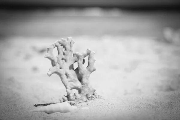 Stilfullt vacker snäckkorall på sand bakgrund på havet — Stockfoto