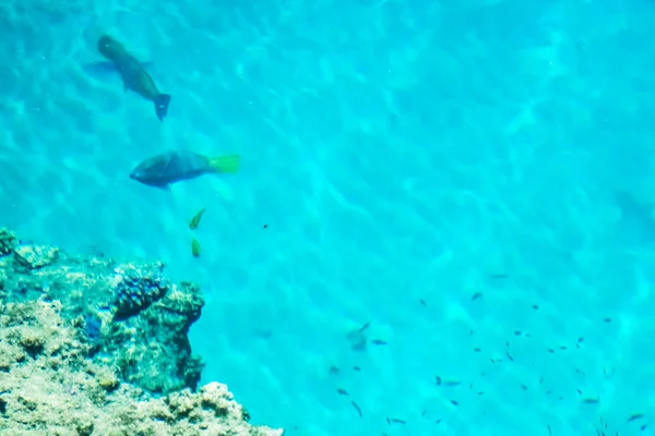 Beautiful reef fish on sea background — Stock Photo, Image