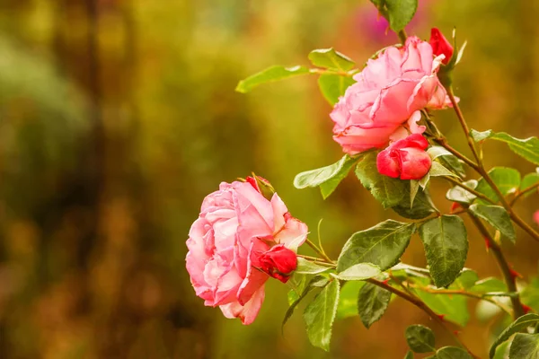 自然を背景にバラの花 — ストック写真