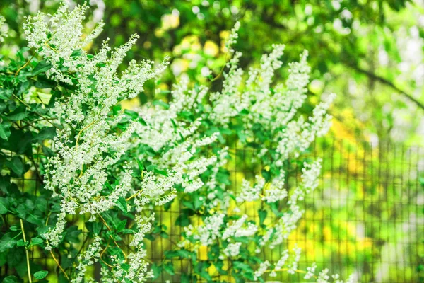 Belas flores na natureza no fundo do parque — Fotografia de Stock