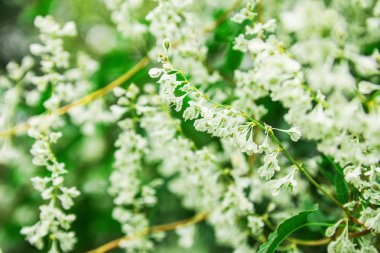 park arka planda doğa üzerinde güzel çiçekler