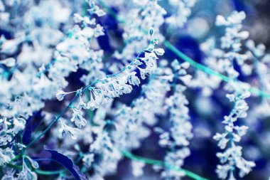 park arka planda doğa üzerinde güzel çiçekler