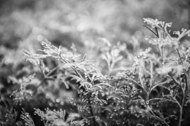 rezene yatağa büyür