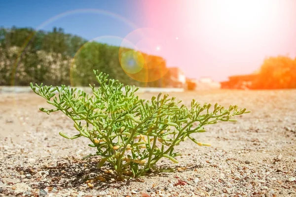 海の背景に近い公園の自然に美しい植物 — ストック写真