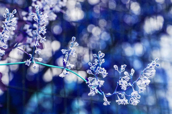 Vackra blommor på naturen i Park bakgrund — Stockfoto