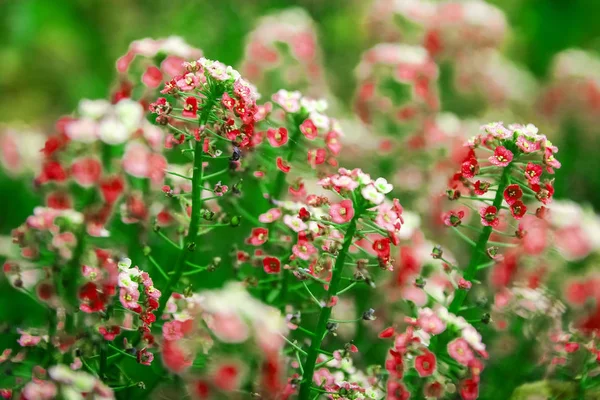 Beautiful flowers on nature in park background — Stock Photo, Image