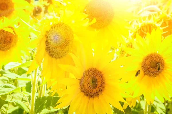 Ett fält av blommande solrosor mot en färgglad himmel — Stockfoto