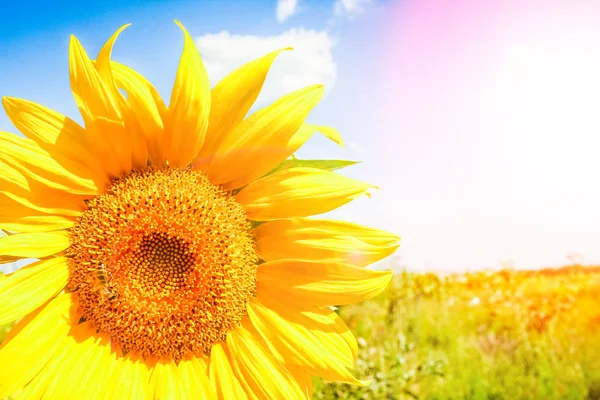 Renkli gökyüzüne karşı çiçek açan bir ayçiçeği tarlası. — Stok fotoğraf