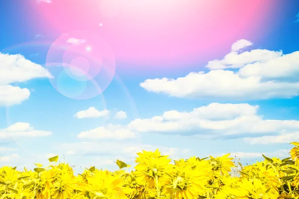 Поле цветущих подсолнухов на ярком небе — стоковое фото