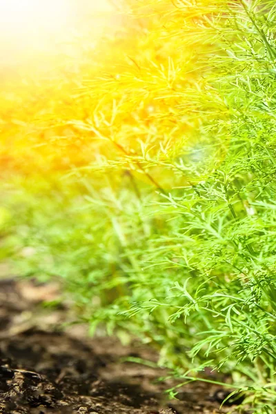 Hermosa cama verde en un parque en el fondo de la naturaleza —  Fotos de Stock