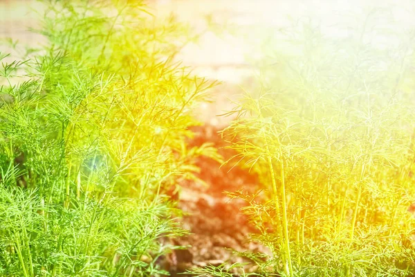 Schöne grüne Bett in einem Park auf dem Hintergrund der Natur — Stockfoto