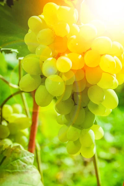 Belas uvas no parque no fundo campo de natureza — Fotografia de Stock