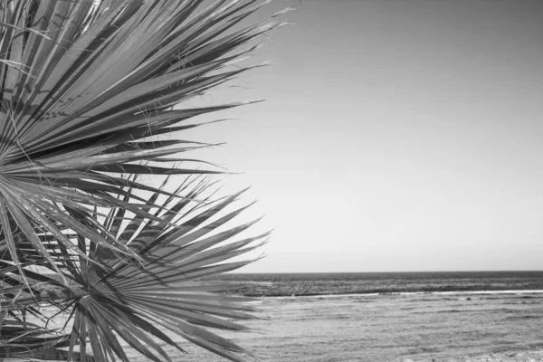 Vacker palm på havet stranden bakgrund — Stockfoto
