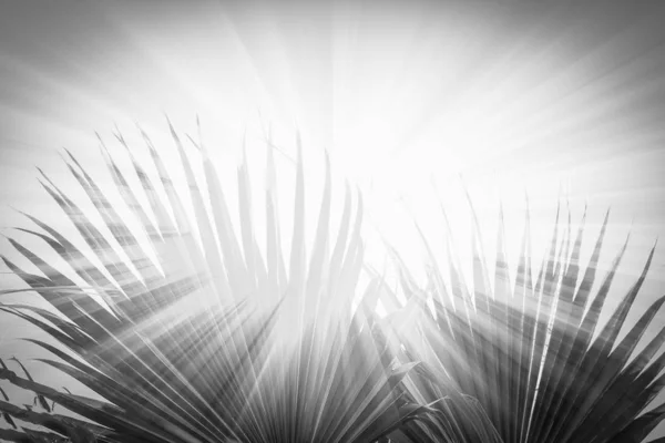 Beau palmier sur le fond de la mer — Photo