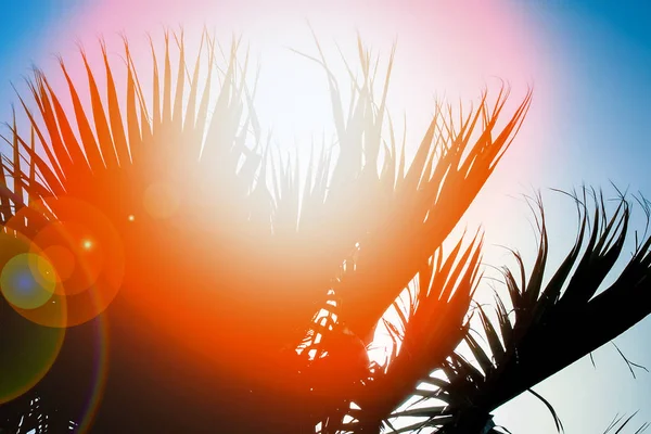 Hermosa palmera cerca de la silueta del mar en el fondo de la naturaleza —  Fotos de Stock