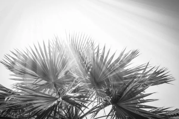 Hermosa palmera en el fondo de la orilla del mar —  Fotos de Stock