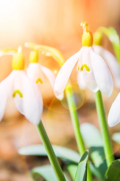 Hermosas flores nevadas en primavera en la naturaleza en el parque — Foto de Stock