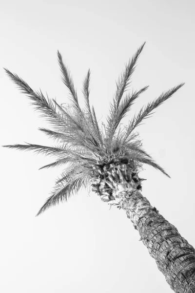 Palmera en la naturaleza por el fondo de la piscina de mar — Foto de Stock