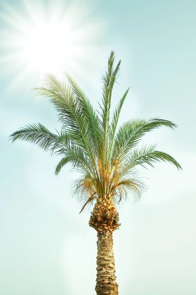 Palmera en la naturaleza por el fondo de la piscina de mar —  Fotos de Stock