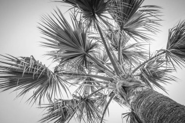 Deniz havuzu arka planında bir palmiye ağacı var.