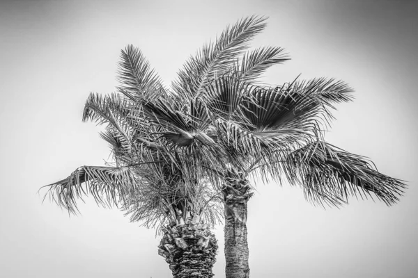 Palm på naturen vid havet pool bakgrund — Stockfoto