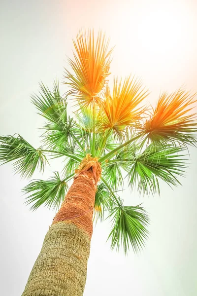 Palmboom op de natuur bij het zwembad achtergrond — Stockfoto