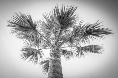 Deniz havuzu arka planında bir palmiye ağacı var.