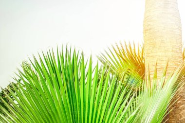 Deniz havuzu arka planında bir palmiye ağacı var.