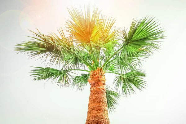 Palmera en la naturaleza por el fondo de la piscina de mar —  Fotos de Stock