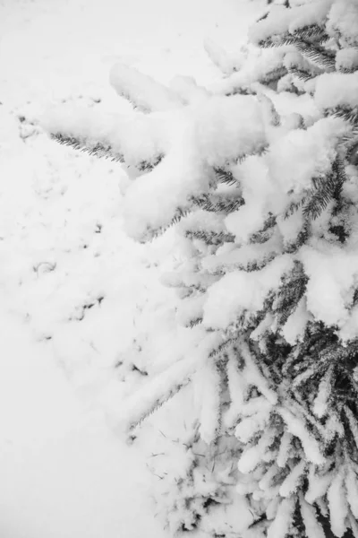 Зимове дерево на фоні парку — стокове фото