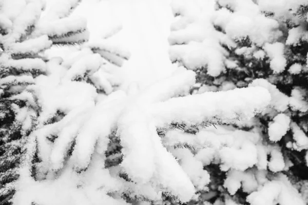 Winterbaum im Hintergrund des Parks — Stockfoto
