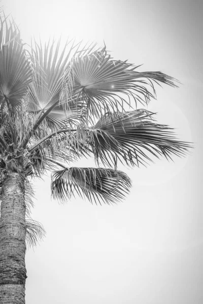 Pálmafa a természetben a tenger medencéje háttér — Stock Fotó