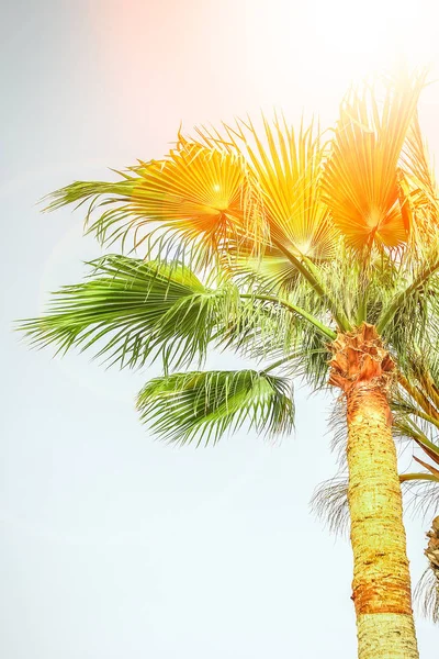 Palmeira na natureza pelo fundo da piscina do mar — Fotografia de Stock