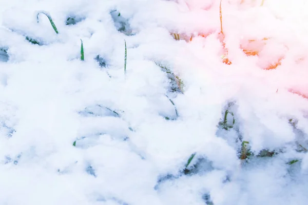 Vackert gräs från snön — Stockfoto