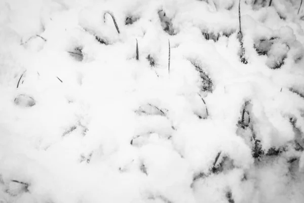 Όμορφο γρασίδι από το χιόνι — Φωτογραφία Αρχείου
