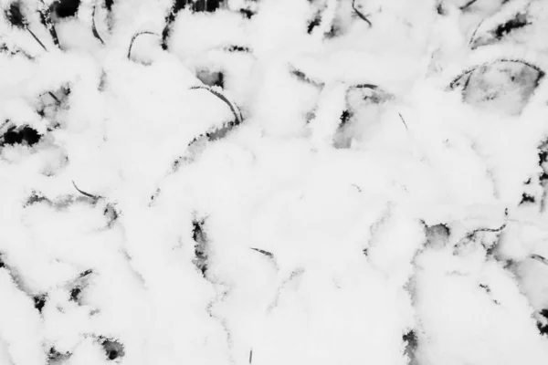 Schönes Gras aus dem Schnee — Stockfoto