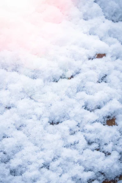 Hermosa Planta Bajo Nieve Fondo Del Parque — Foto de Stock