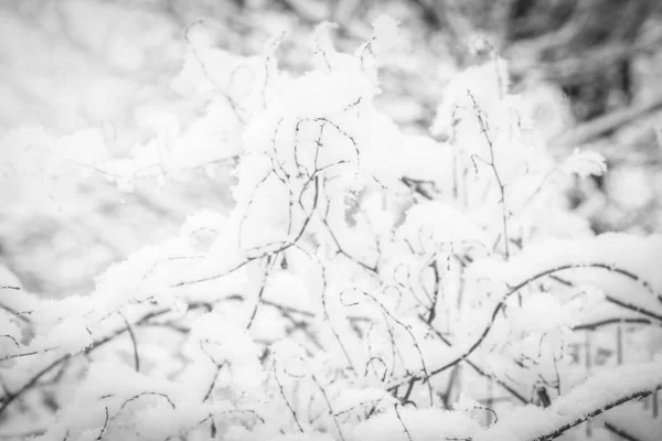 公园背景中雪下的美丽植物 — 图库照片