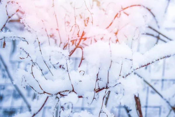 Hermosa planta bajo la nieve en el fondo del parque — Foto de Stock