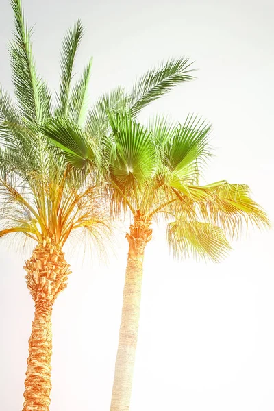 Palmboom op de natuur bij het zwembad achtergrond — Stockfoto