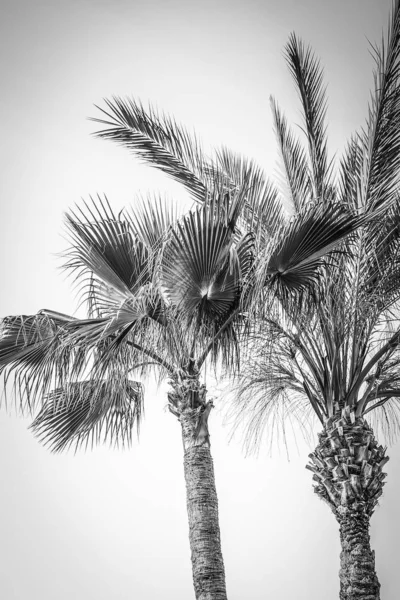 Palmeira na natureza pelo fundo da piscina do mar — Fotografia de Stock