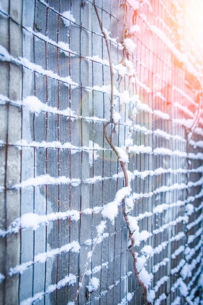 Mesh in winter on nature in park background — Stock Photo, Image