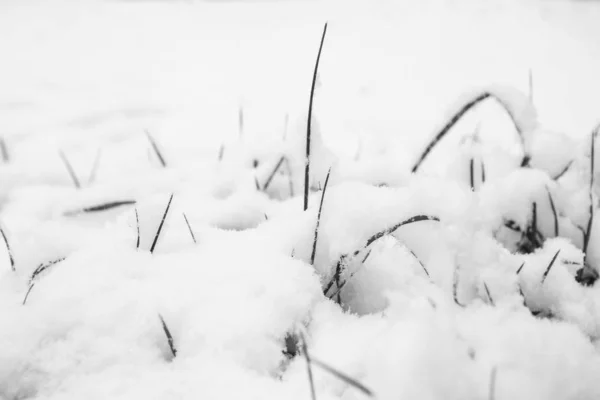 Síť v zimě o přírodě v parku — Stock fotografie