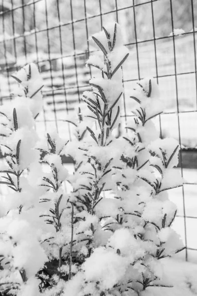 Winterbaum im Hintergrund des Parks — Stockfoto